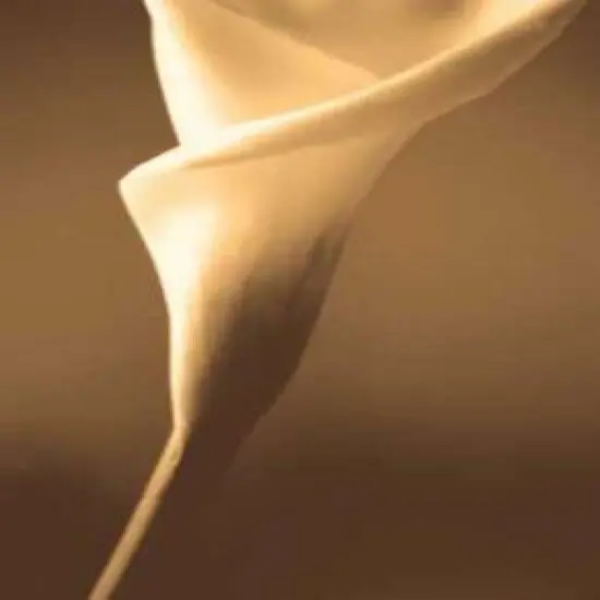 Enlightenment Poster Print by Cinzia Ryan - Item # VARPDX8827B {1}