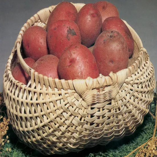 Commonwealth Blue Ridge Basket Kits-Potato Basket 7"X12"X12" {2}
