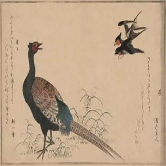 Pheasant Poster Print by Unknown - Item # VARPDX342920 {1}