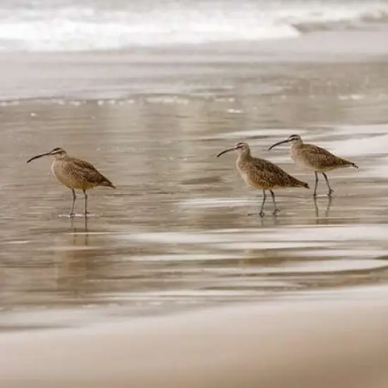 Shore Birds I Poster Print by Danita Delimont - Item # VARPDX15250 {1}