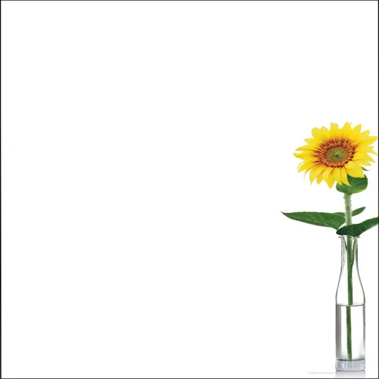 Great Papers! Sunflowers Stationery Letterhead, Invitations and Announcements, Printer Friendly, 8.5"x11", 80 Pack {1}