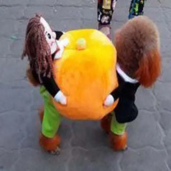 Pumpkin Mon - Halloween Pet Dog Costume {5}