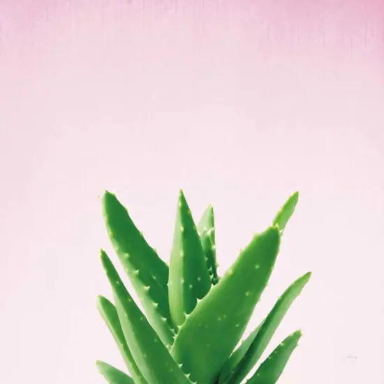 Succulent Simplicity V on Pink Poster Print by Felicity Bradley - Item # VARPDX34350 {1}