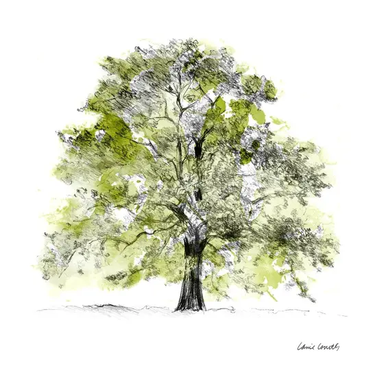 Tree with Green Leaves II Poster Print by Lanie Loreth - Item # VARPDX12822B {1}
