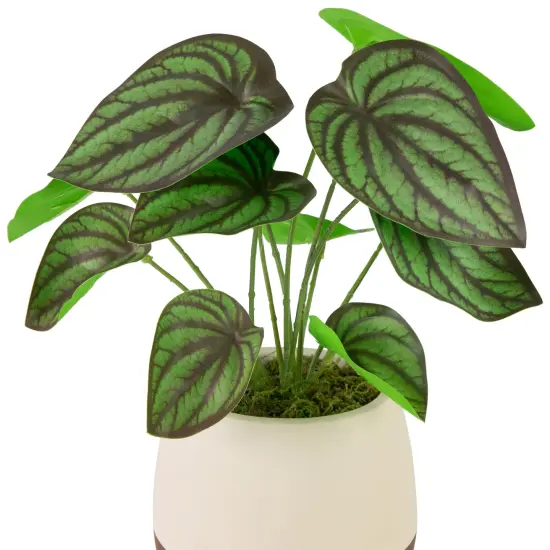 Northlight Artificial Peperomia Plant in Two-Tone Ceramic Pot - 10.25" Green {6}