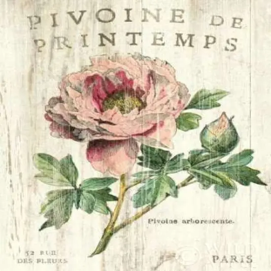Pivoine de Printemps Poster Print by Sue Schlabach - Item # VARPDX13398 {1}