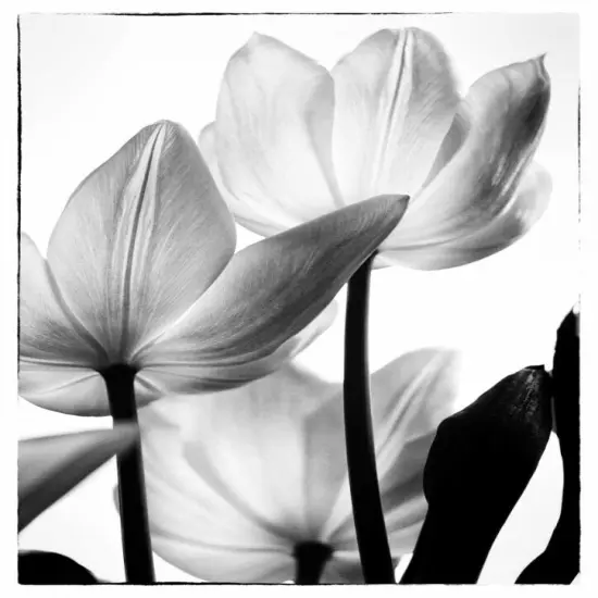 Translucent Tulips III Poster Print by Debra Van Swearingen - Item # VARPDX16796P {2}