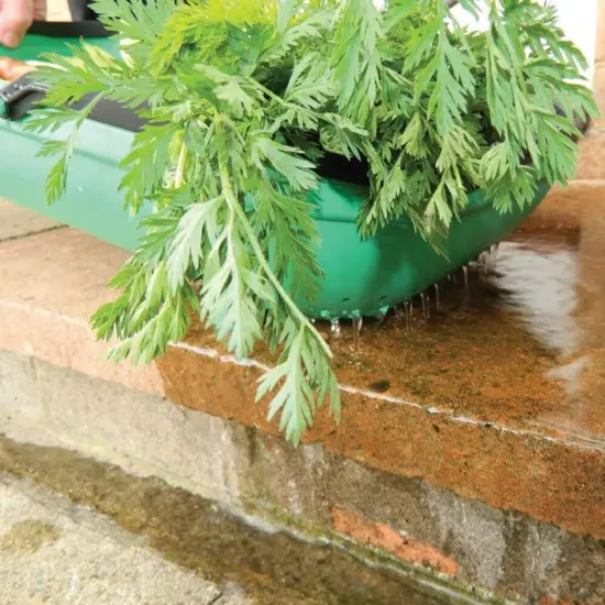 Tierra Garden GP184 Colander Trug Gather Carry and Wash Harvest Produce Green {5}