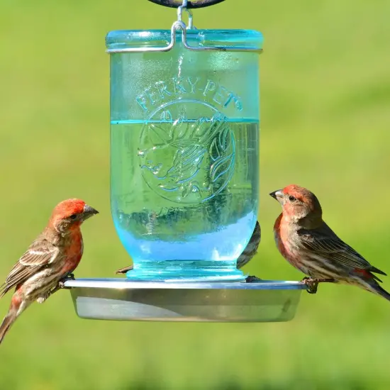 Mason Jar Glass Wild Bird Waterer {3}