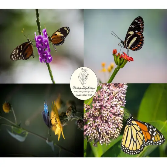 Butterfly Collection- Set of 4Stunning Imagesincluded {1}