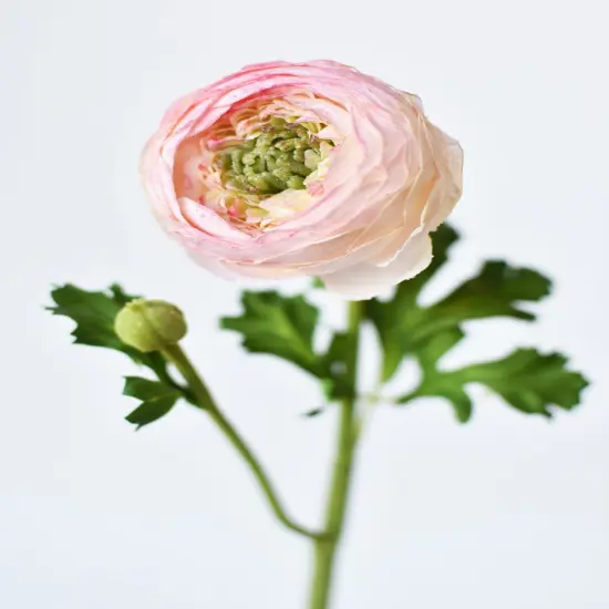 13" Faux Blush Ranunculus Stem {3}