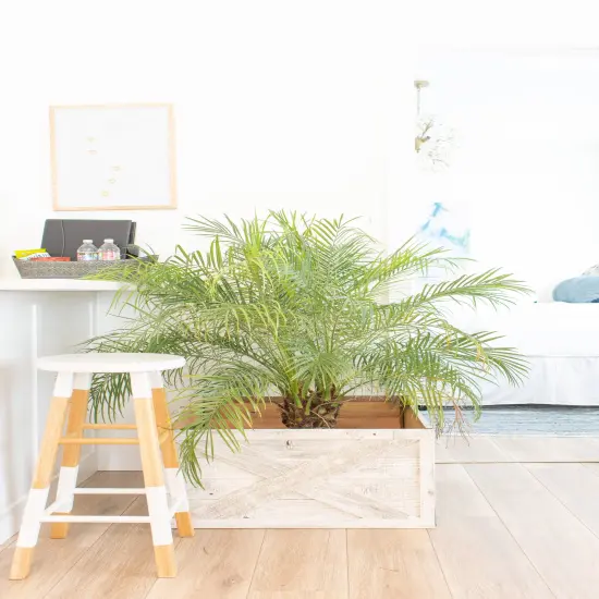 Farmhouse Deluxe 22.5 x 14.5, 30 in. Diameter, Decorative Planter Box Collar White {6}