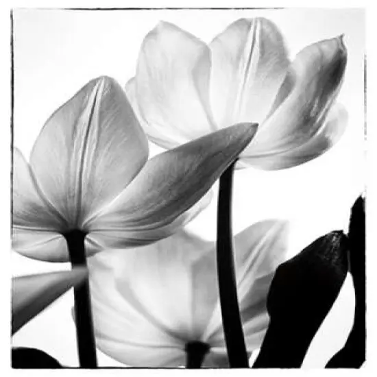 Translucent Tulips III Poster Print by Debra Van Swearingen - Item # VARPDX16796P {1}