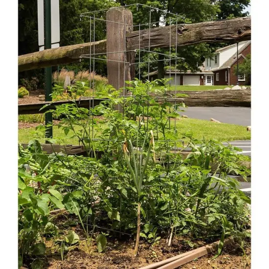 Tomato and Plant Vine Support Cages Square Steel 4 Feet High Set of 2 {3}