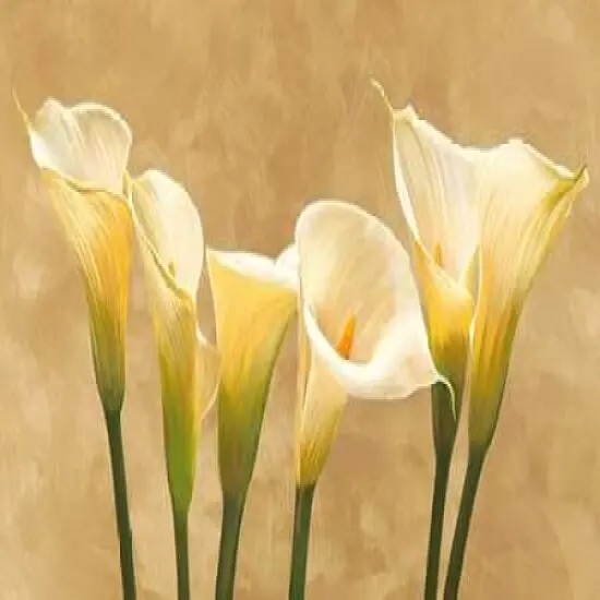 Calle bianche Poster Print by Serena Biffi - Item # VARPDX2SE807 {1}