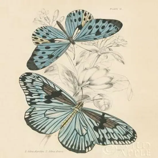 Assortment Butterflies II Poster Print by Wild Apple Portfolio - Item # VARPDX26642 {1}