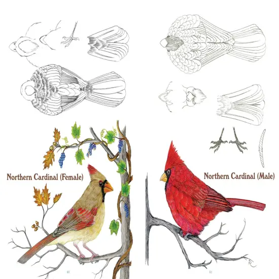 50 Bird Woodcarving Patterns {5}