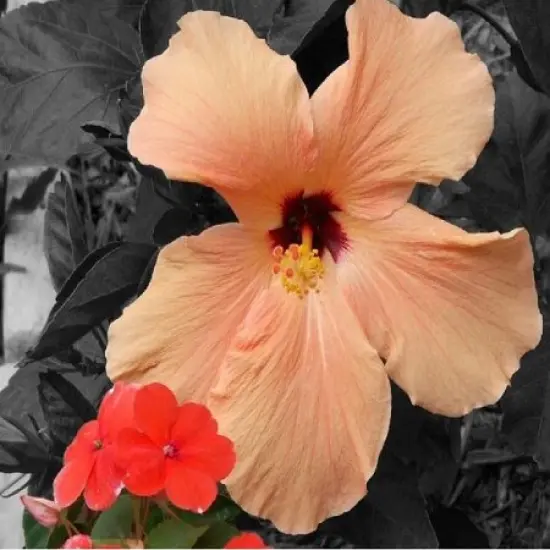 White Peach & Hibiscus Fragrance Oil (Our Version of the Brand Name) (8 LB Jug) for Candle Making, Soap Making, Tart Making, Room Sprays, Lotions, Car Fresheners, Slime, Bath Bombs, Warmers&hellip; {2}