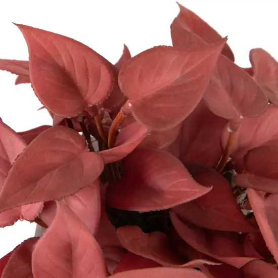 Northlight Real Touch&trade; Artificial Peperomia Plant in Square Lattice Designed Pot - 7" -Brick Red {7}