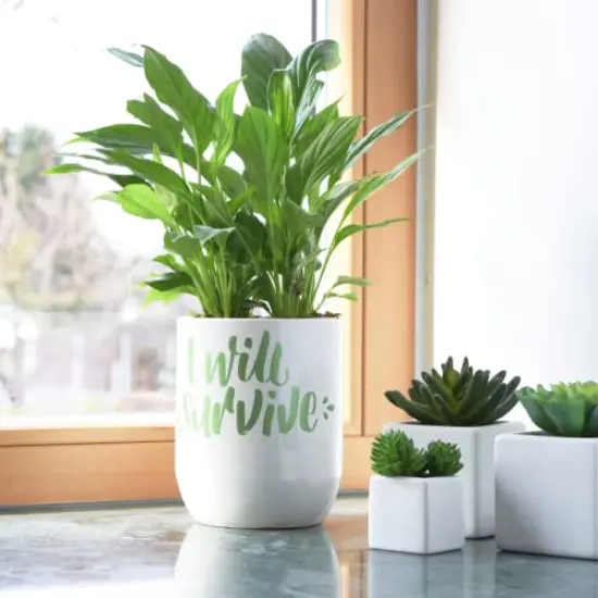 8 Posca Paint Markers Set - 5M Medium Markers with Reversible Tips, Acrylic Paint Pens for Art Supplies, Fabric Paint, Fabric Markers, and General Painting {6}