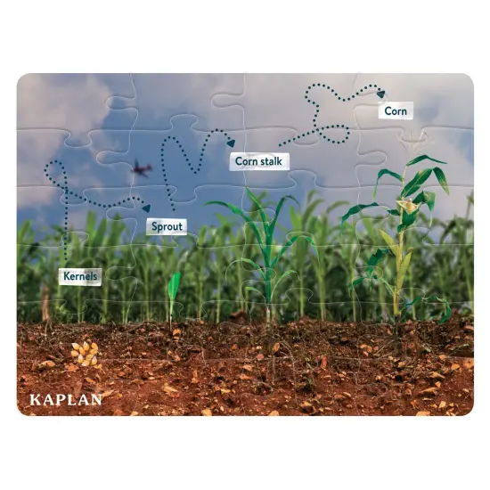 Kaplan Early Learning Company Realistic Animal and Plant Life Cycle Floor Puzzles - Set of 4 {5}