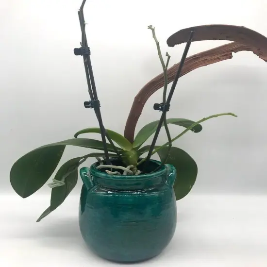 Ceramic Jar Crock Planter - Small WIND Eucalyptus {5}