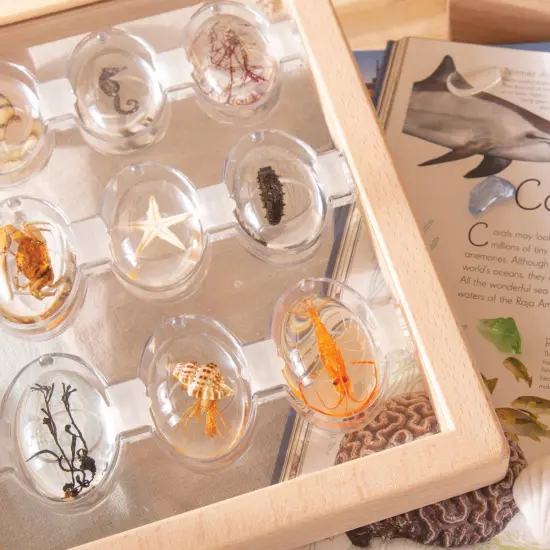 Kaplan Early Learning Company Specimen Stones: Sea Creatures - 9 Pieces {7}