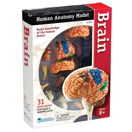 Brain Anatomy Model, 31 Pieces {1}