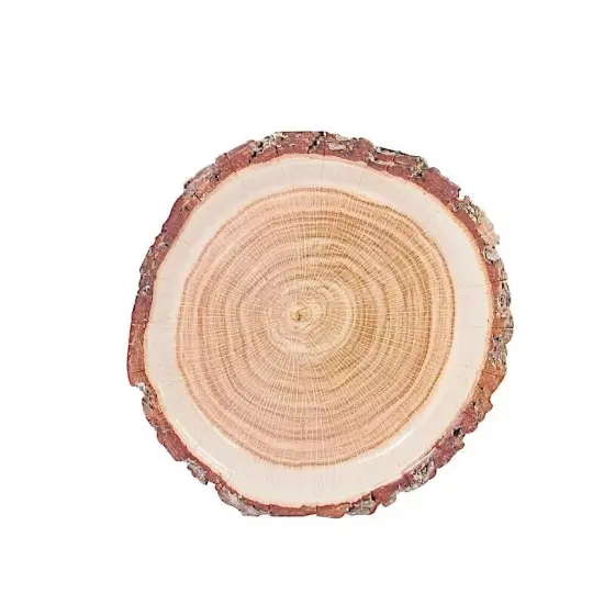 25 NATURAL 10" Wood Slice Design Round Paper PLATES {1}