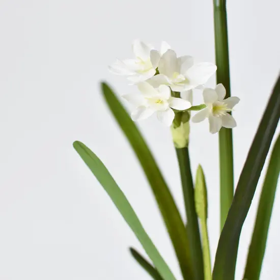 17.5" Faux Paperwhites w/ Bulb {4}