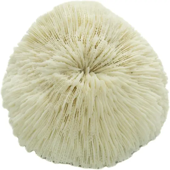 Mushroom Sea Coral | White Real Mushroom Coral 3&rdquo;-4&rdquo; (1 Piece) | Aquarium Ornament for Decoration {3}