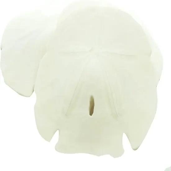 Arrow Head Sand Dollars | Real Arrowhead Sand Dollars 4"- 5" | Set of 3 | Sand Dollar Shells | Seashell Wedding | Sand Dollars for Crafts {3}