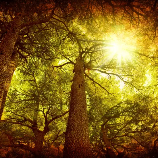 Balsam & Cedar Fragrance Oil (Our Version of the Brand Name) (8 oz Bottle) for Candle Making, Soap Making, Tart Making, Room Sprays, Lotions, Car Fresheners, Slime, Bath Bombs, Warmers&hellip; {2}