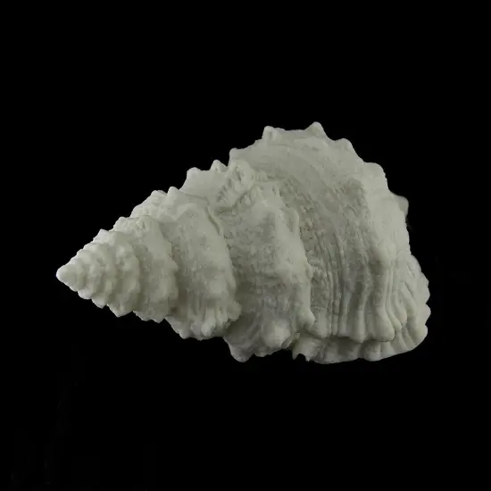 Giant Off-White Decorative Horned Conch Shell Accent Lamp 17 in. {3}