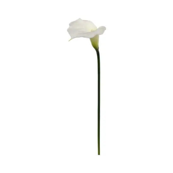 20" Cream Calla Lily Stem - 24-Pack, Real Touch Blooms, Elegant Floral D&eacute;cor, Perfect for Arrangements, Events & Home - Ideal for All Seasons, Floral Home by Artificial Flowers {1}