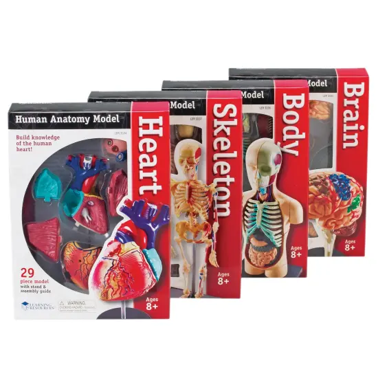 Anatomy Models Set {1}