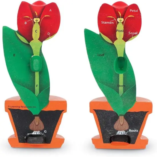 Cross-Section Flower Model, Classroom Foam Demonstration Model, Teaching Aids, 2 Piece Model, Grades 2+, STEM, Ages 7+ {2}