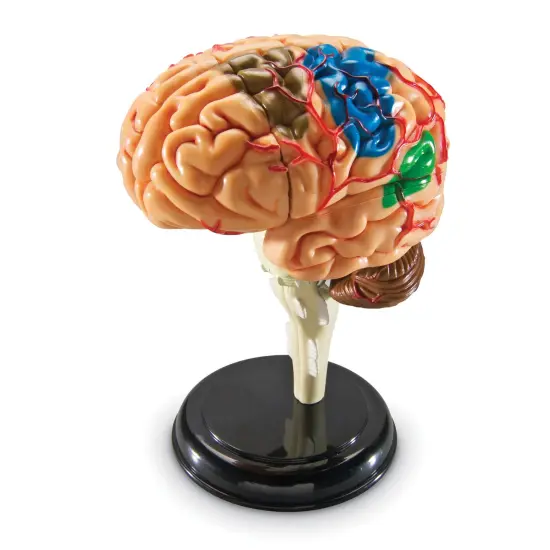 Brain Anatomy Model, 31 Pieces {2}
