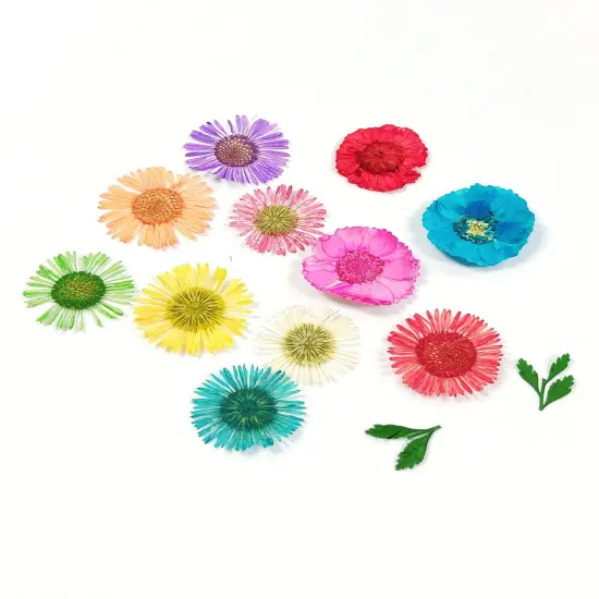 Wrapables Real Dry Flowers Nail Art 3d Flower Nail Decals Nail Manicure with Plastic Case (Set of 12), Daisies {3}