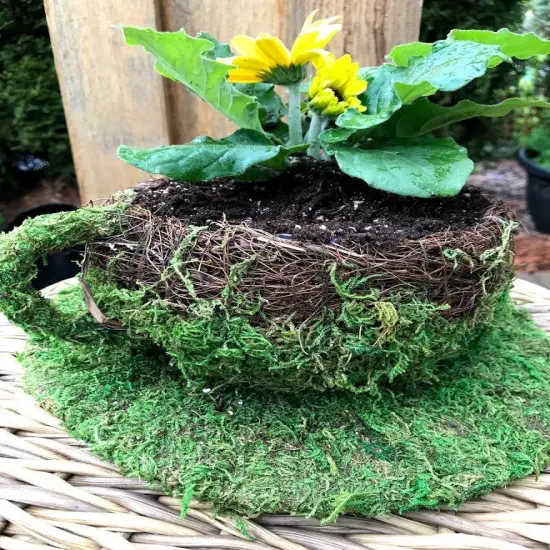 6" Coffee Cup Planter - Natural MOSS & Wicker {2}