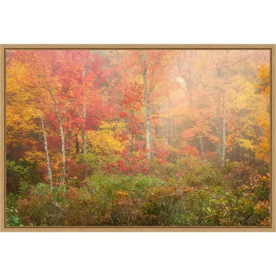 Soft Fall Forest Pallet by Patrick Zephyr Canvas Art Framed {1}
