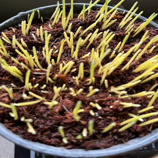 Cat Grass Organic Seed Kit - BEST Ever {6}