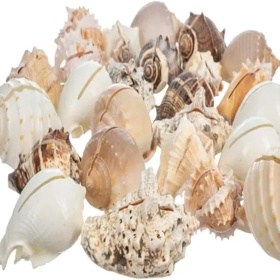 Sea Shell Placecard Holder Set | Cut Shells for Beach Wedding Place Cards {2}