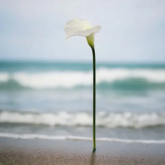 20" Cream Calla Lily Stem - 24-Pack, Real Touch Blooms, Elegant Floral D&eacute;cor, Perfect for Arrangements, Events & Home - Ideal for All Seasons, Floral Home by Artificial Flowers {4}