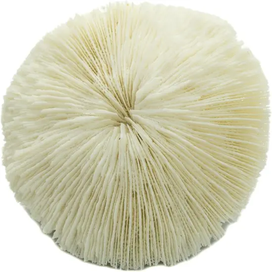 Mushroom Sea Coral | White Real Mushroom Coral 3&rdquo;-4&rdquo; (1 Piece) | Aquarium Ornament for Decoration {5}