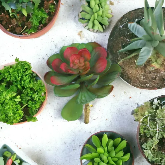 12-Pack: Green & Burgundy Crassulaceae Plant, 5.5" Wide by Floral Home&reg; {2}