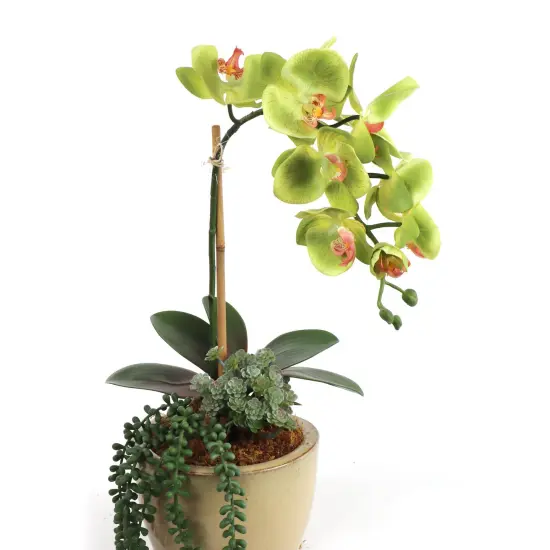 12-Pack: Real Touch Green Phalaenopsis Orchid Stem, Floral Home by Artificial Flowers {2}