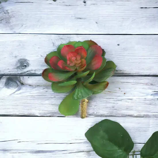 12-Pack: Green & Burgundy Crassulaceae Plant, 5.5" Wide by Floral Home&reg; {3}