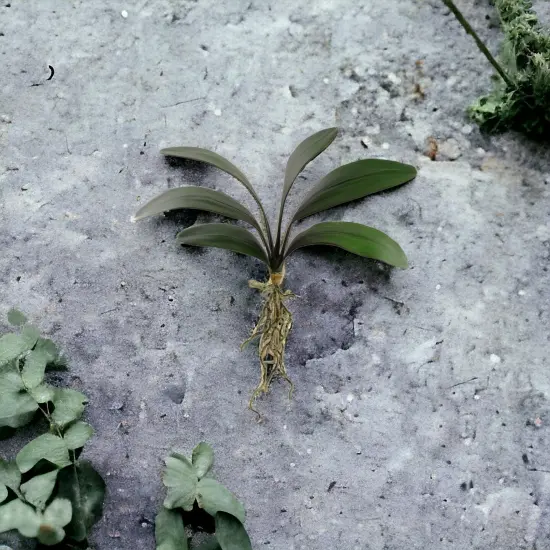 21" Phalaenopsis Orchid Foliage Cluster Pick - 12-Pack, Lifelike Greenery, Perfect for Floral Arrangements, Home & Event D&eacute;cor - Ideal for All Seasons, Floral Home by Artificial Flowers {3}