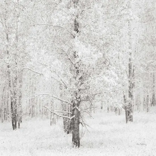 Snow Covered Cottonwood Trees Poster Print by Alan Majchrowicz - Item # VARPDX29611 {1}
